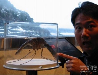 ​百年捕获的巨型怪兽：蚊子比青蛙还大