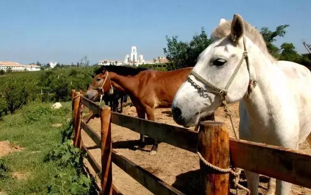 大连海边城堡介绍(除了西虹市的这个城堡)(12)