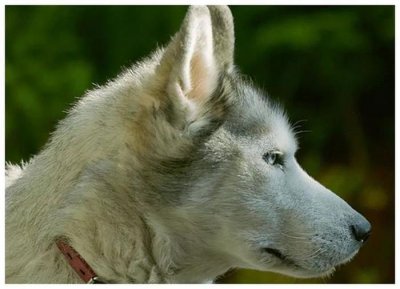 ​十种最漂亮的狗——你家是哪一种？