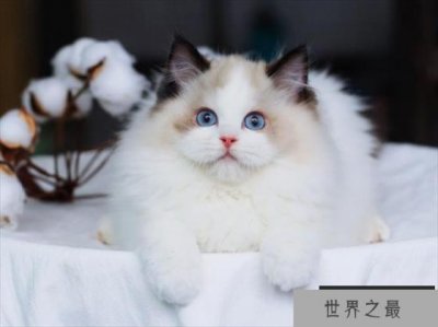 ​布偶猫是世界上颜值最高的猫 是非常理想的家养宠物