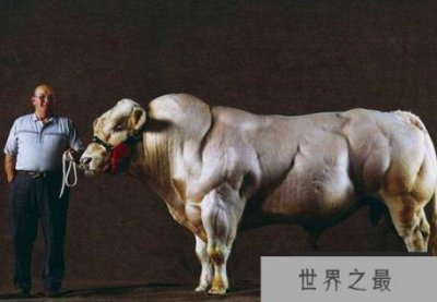 ​世界上肌肉最发达的动物：比利时蓝牛体型壮硕堪称凶残