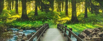 植物油是什么 植物油是什么油?对人体有害吗视频