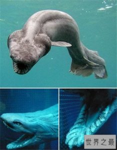 ​皱鳃鲨是最原始的鲨鱼种类 一款会吃鲨鱼的鲨鱼