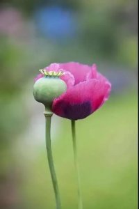 ​在阳台楼顶菜地种几棵大烟苗，会不会被判刑？