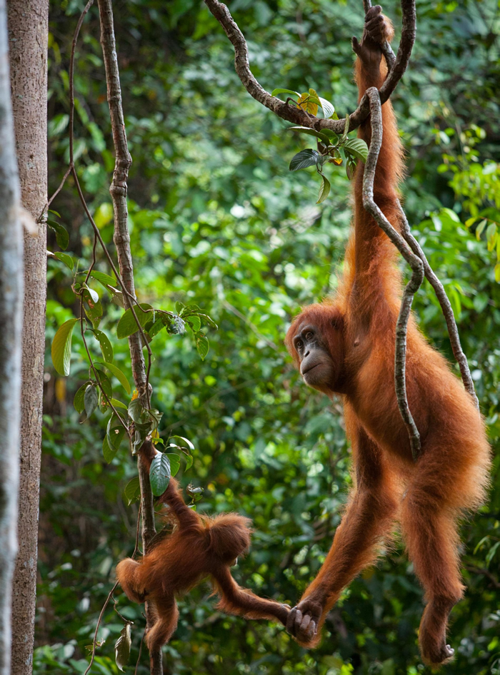 在印尼古农列尤择国家公园(Gunung Leuser National Park)里,一只雌性苏门答腊猩猩握着它孩子的手。 PHOTOGRAPH BY CYRI