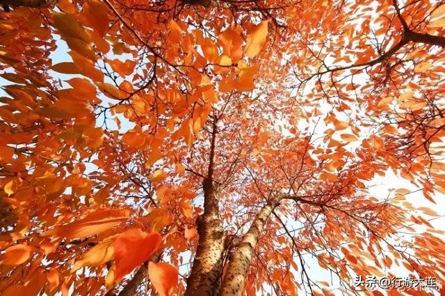 大连爬山免费景点(登高赏秋大连七大登山宝藏地)(9)