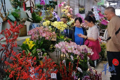 ​广州年花陆续上市！记者实地探访：价格略微上涨，这些品类热销→