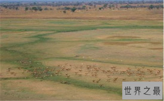 世界野生动物园排名,马迪迪国家公园超好看