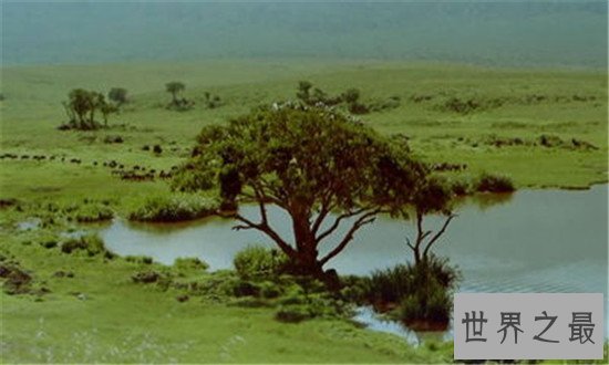 世界野生动物园排名,马迪迪国家公园超好看