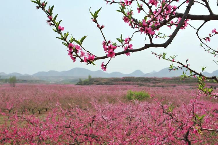 顺平桃花节旅游景点(浪漫桃花始盛开)