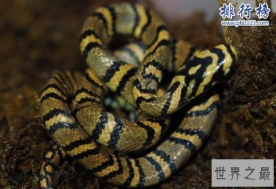 ​中国成功繁育世界上最美的蛇：横斑锦蛇