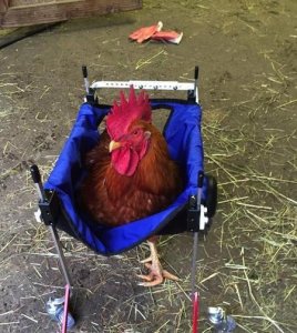 现在适合农村养殖的有哪些?(农村养殖致富项目有哪些)