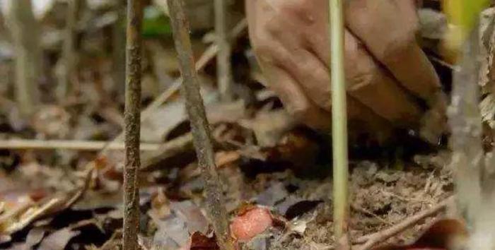 世界上最甜的水果,甜度是白糖的30000倍,几乎人人都尝过!