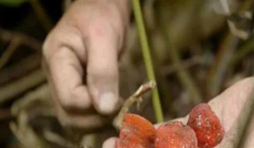 世界上最甜的水果,甜度是白糖的30000倍,几乎人人都尝过!