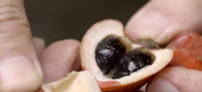 世界上最甜的水果,甜度是白糖的30000倍,几乎人人都尝过!