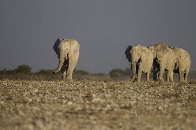 世界上最长寿命的大象,世界上活的最久的大象年龄达90多岁