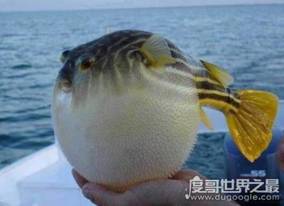 世界上最昂贵的毒素,河豚毒素69万元一克(药用价值极高)