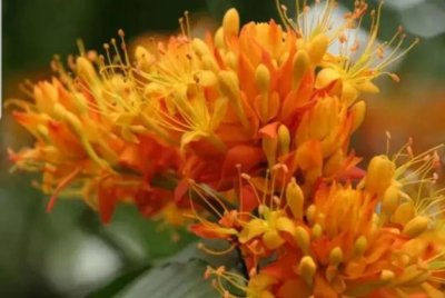 ​佛教圣树-无忧树