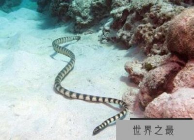 ​世界上最毒的蛇，裂颊海蛇比眼镜蛇毒8倍(咬后无痛感却能致死)