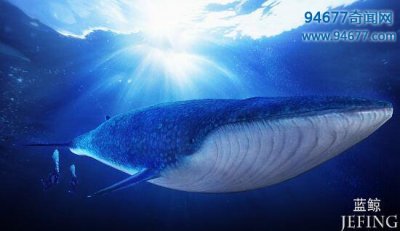 ​世界上最大的鲸鱼，海洋霸主蓝鲸(体重堪比3000人总和)
