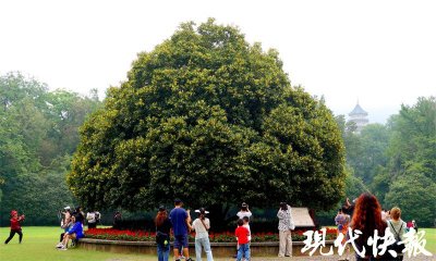​香飘金陵，今年国庆假期为何是桂花味的？