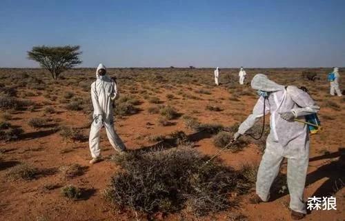 印度的蝗虫是从哪里飞过来(4000亿蝗虫被消灭了)(4)