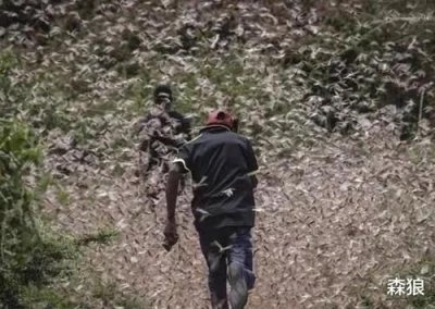 ​印度的蝗虫是从哪里飞过来（4000亿蝗虫被消灭了）