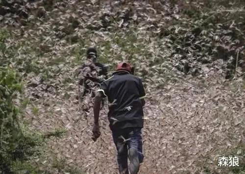 印度的蝗虫是从哪里飞过来(4000亿蝗虫被消灭了)(1)