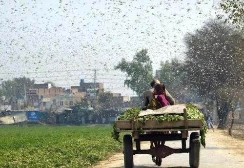 印度的蝗虫是从哪里飞过来(4000亿蝗虫被消灭了)(2)