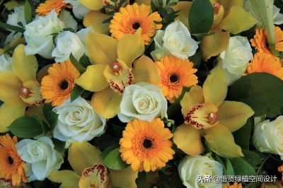 ​名贵兰花品种排名（细数十大兰花品种）