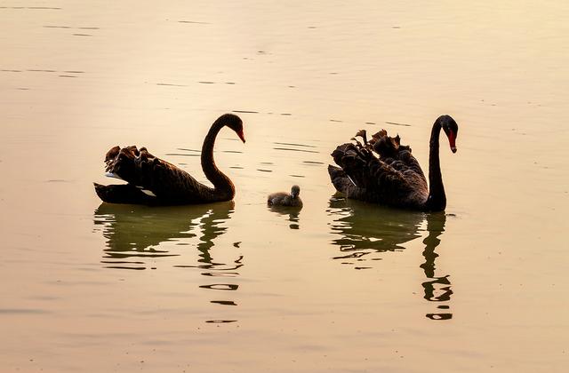 颍上县八里河风景区旅游攻略（迪沟湿地风光美如画）(5)