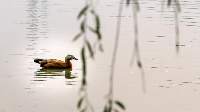 颍上县八里河风景区旅游攻略（迪沟湿地风光美如画）(6)