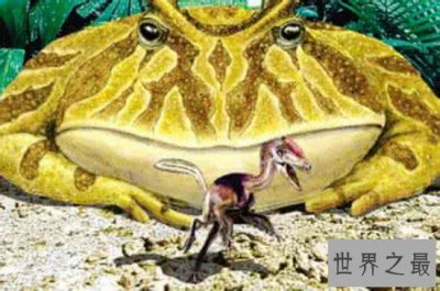 史前最恐怖的青蛙,魔鬼蛙竟敢生吃霸王龙