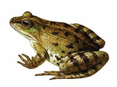 ​什么是两栖动物（你认识“两栖动物”吗）