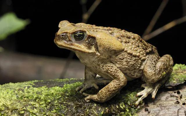 什么是两栖动物(你认识“两栖动物”吗)