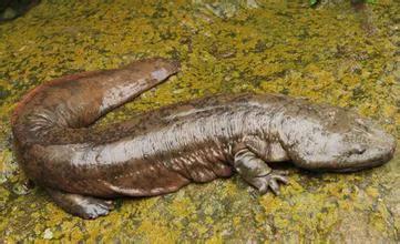 什么是两栖动物(你认识“两栖动物”吗)