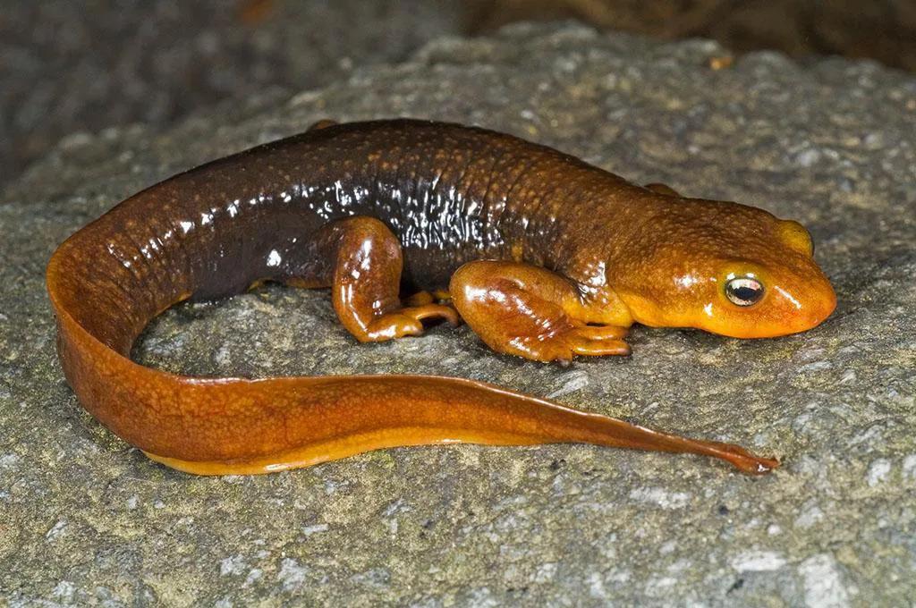 什么是两栖动物(你认识“两栖动物”吗)