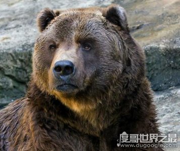 ​世界上最大的熊，科迪亚克棕熊(最大可达3米多高1600斤重)