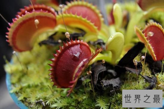 世界上最毒的10种植物,常碰到的剧毒植物