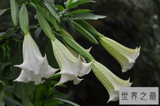 世界上最毒的10种植物,常碰到的剧毒植物