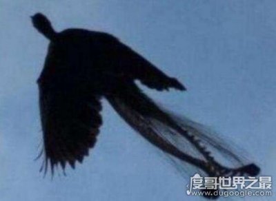​世界上最后一只凤凰，黑龙江凤凰之谜(凤凰可能真的存在)
