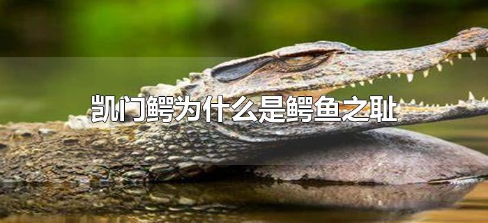 凯门鳄为什么是鳄鱼之耻 凯门鳄为什么是鳄鱼之耻