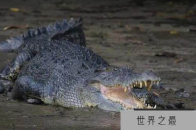 ​鳄鱼中体型最大的物种，咸水鳄体长可达7米