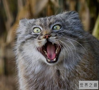 ​世界上最凶悍的猫：帕拉斯猫500万年未进化