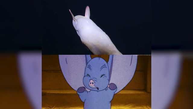 世界上长相最诡异的章鱼,有人笑它:大象的私生子!