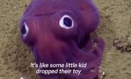 世界上长相最诡异的章鱼,有人笑它:大象的私生子!