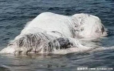 1922年南非海怪是什么,被称为长毛鱼(疑似鲸鱼尸体)