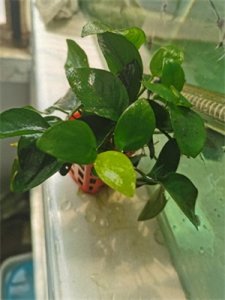 简评最好养的水草排行榜