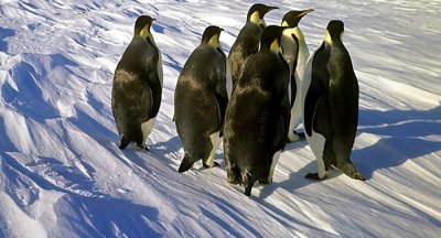 ​《生态与保护遥感》杂志：哨兵-2号地球遥感卫星在南极洲新发现8个帝企鹅栖息