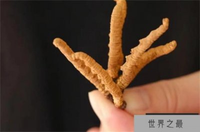 ​世界上最昂贵的稀有物品 比黄金贵得多(冬虫夏草)